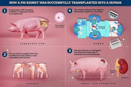 کلیه انسان برای اولین بار در بدن خوک پرورش داده شد
