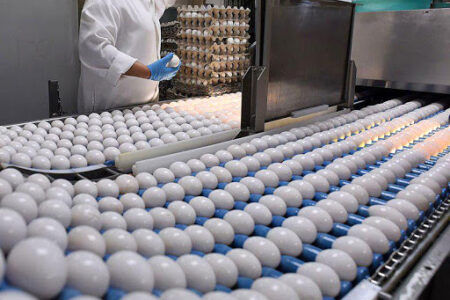 تولید تخم‌مرغ‌هایی حاوی با قابلیت جذب ۹۵ درصدی اسیدفولیک